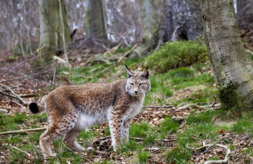 Lynx