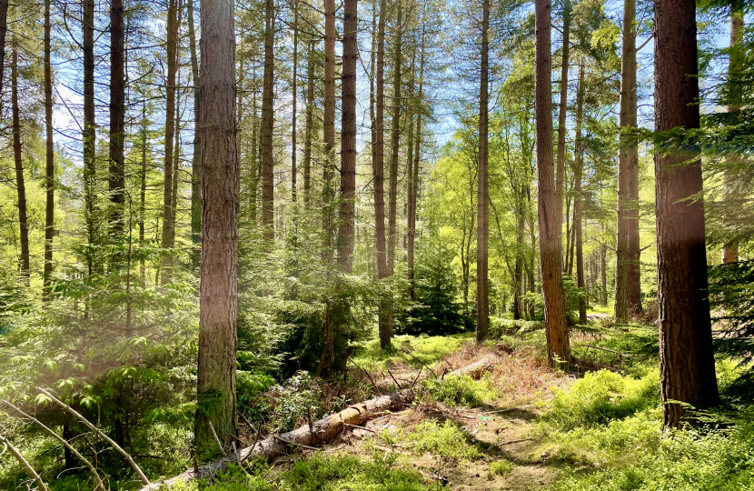 Thrunton Wood