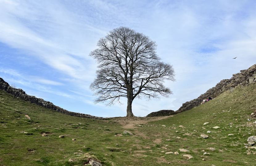 Shock and anger at the felling of iconic Sycamore Gap tree