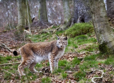 Lynx