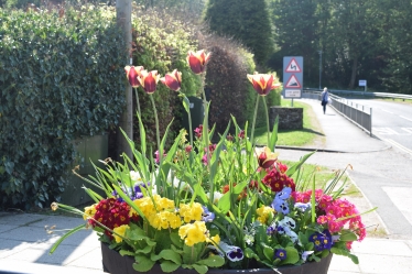 Morpeth flowers