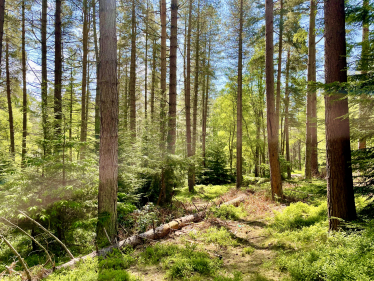 Thrunton Wood